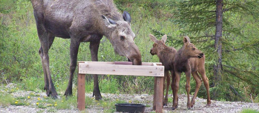 Denali Touch Of Wilderness B&B 힐리 외부 사진